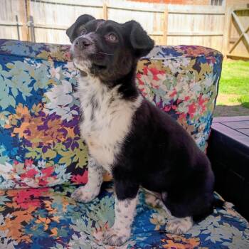 English Springer Spaniel and Australian Shepherd Dogs Available for Adoption - Cyndi  | PetCurious