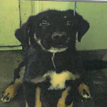 Kratos A2278467 -  German Shepherd Dog Dog for Adoption in Los Angeles, California - Kratos A2278467 | PetCurious