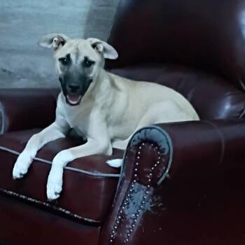 Snap Dragon -  Shepherd Dog for Adoption in Fort Payne, Alabama - Snap Dragon | PetCurious