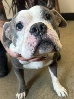 Russell -  Bulldog Dog for Adoption in Cleveland, Ohio - Russell | PetCurious