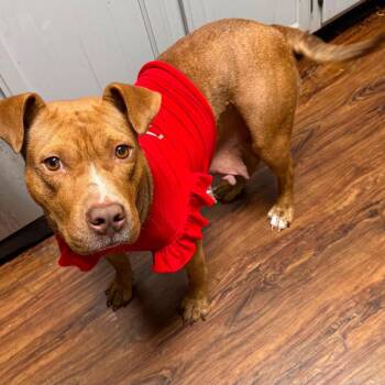 Gingy -  Pit Bull Terrier and Mixed Breed Dog for Adoption in Jarrettsville, Maryland - Gingy | PetCurious