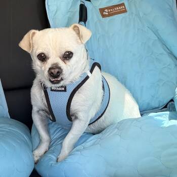 Cirilo -  Mixed Breed Dog for Adoption in Nipomo, California - Cirilo | PetCurious