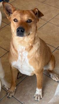 Australian Cattle Dog Blue Heeler and Labrador Retriever Dogs Available for Adoption in Fort Lupton, Colorado - Baladi | PetCurious