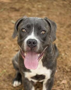 Fabio 64013 -  Mixed Breed Dog for Adoption in Aiken, South Carolina - Fabio 64013 | PetCurious