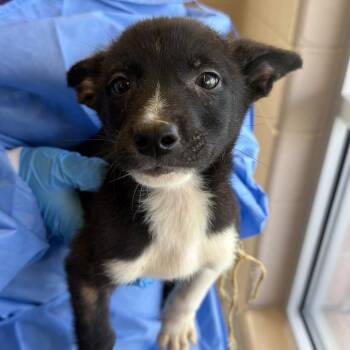 Encurtido -  Belgian Shepherd Malinois Dog for Adoption in San Antonio, Texas - Encurtido | PetCurious