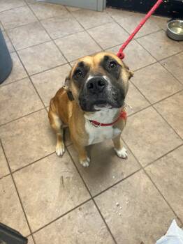 Rescue Pit Bull Terrier and Boxer Dogs for Adoption in Marion, Ohio - Clementine | PetCurious