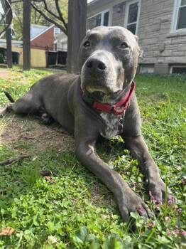 Rescue Pit Bull Terrier Dogs for Adoption in Louisville, Kentucky - BAMBAM | PetCurious