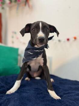 Boxer and Pit Bull Terrier Dogs Available for Adoption in Friendswood, Texas - Remy Sweets | PetCurious