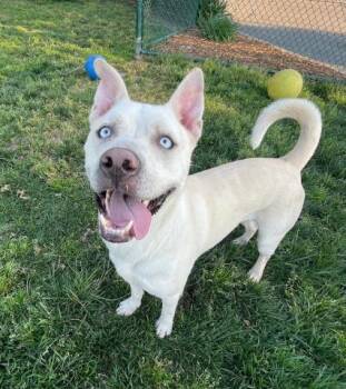 German Shepherd Dog and Siberian Husky Dogs Available for Adoption in Camarillo, California - FRED | PetCurious