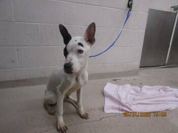 (403) -  Pit Bull Terrier Dog for Adoption in Marietta, Georgia - (403) | PetCurious