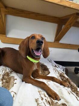 Copper -  Redbone Coonhound Dog for Adoption in Roosevelt, Utah - Copper | PetCurious