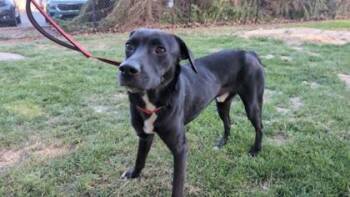 Willie -  Labrador Retriever and Mixed Breed Dog for Adoption in Parma, Ohio - Willie | PetCurious