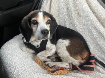 Rescue Beagle Dogs for Adoption in Waldorf, Maryland - Shiloh St Marys | PetCurious
