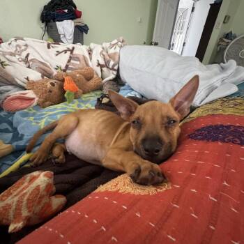 Tupac -  Mixed Breed Dog for Adoption in Frederiksted, St. Croix - Tupac | PetCurious