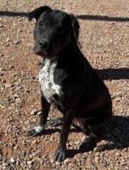 Mixed Breed Dogs Available for Adoption - Keira | PetCurious