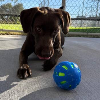 Bruce -  German Shorthaired Pointer Dog for Adoption in Mcpherson, Kansas - Bruce | PetCurious