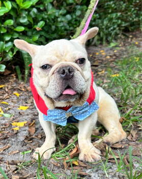 Rescue French Bulldog Dogs for Adoption in Margate, Florida - ISABELLA | PetCurious