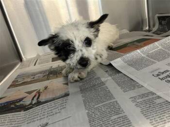 Terrier Dogs Available for Adoption in San Antonio, Texas - NORMAN | PetCurious