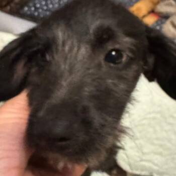 Chihuahua and Terrier Dogs Available for Adoption in Allen, Texas - Beans BBQ | PetCurious