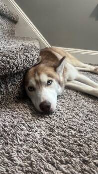 Yukon -  Siberian Husky Dog for Adoption in Montgomery, New Jersey - Yukon | PetCurious