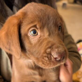 Mixed Breed Dogs Available for Adoption - Puff | PetCurious