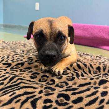 Mixed Breed Dogs Available for Adoption - Apple | PetCurious