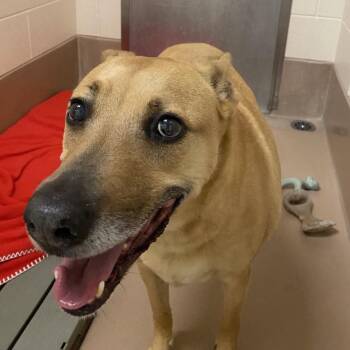 Daisy -  Labrador Retriever and Mixed Breed Dog for Adoption in Reno, Nevada - Daisy | PetCurious