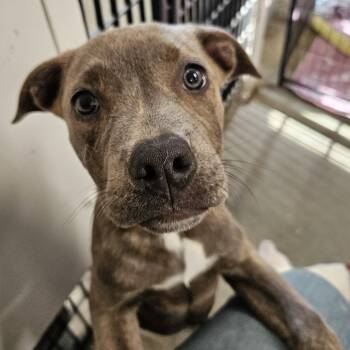 Raisin -  Pit Bull Terrier Dog for Adoption in The Dalles, Oregon - Raisin | PetCurious