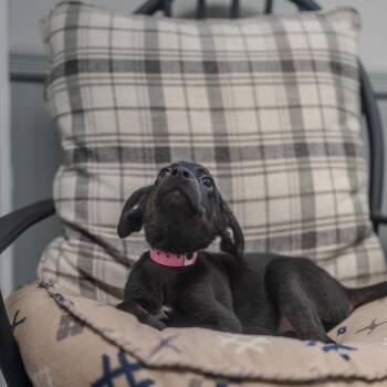 Black Labrador Retriever and Hound Dogs Available for Adoption in Pawling, New York - Angie | PetCurious