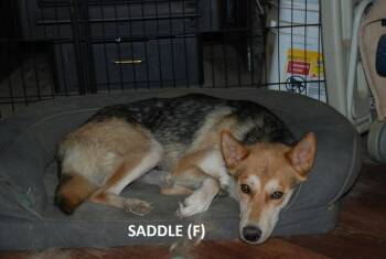 Mama Saddle -  German Shepherd Dog and Shepherd Dog for Adoption in Aurora, Indiana - Mama Saddle | PetCurious