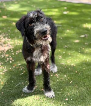 Krew -  German Wirehaired Pointer and Australian Cattle Dog Blue Heeler Dog for Adoption in Houston, Texas - Krew | PetCurious