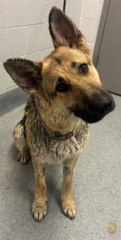 DESTINY -  German Shepherd Dog Dog for Adoption in Indianapolis, Indiana - DESTINY | PetCurious