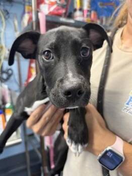 Hearty - P -  Pit Bull Terrier and Mixed Breed Dog for Adoption in Daytona Beach, Florida - Hearty - P | PetCurious