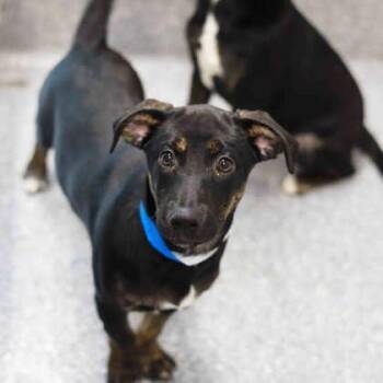 Mixed Breed Dogs Available for Adoption in Atlanta, Georgia - Starscream | PetCurious