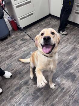 Mitchell -  Labrador Retriever Dog for Adoption in Charlotte, North Carolina - Mitchell | PetCurious