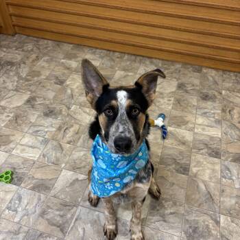 Rescue Shepherd Dogs for Adoption in Pilot Point, Texas - Scrappy | PetCurious