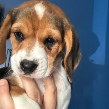 Lydia -  Beagle Dog for Adoption in Chicago, Illinois - Lydia | PetCurious