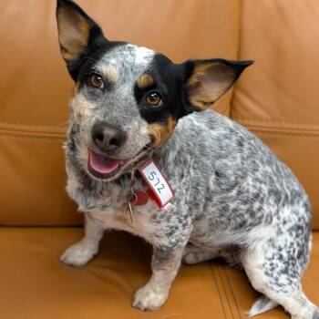 Australian Cattle Dog Blue Heeler and Cardigan Welsh Corgi Dogs Available for Adoption in Parker, Colorado - 572 (2026) Janie | PetCurious