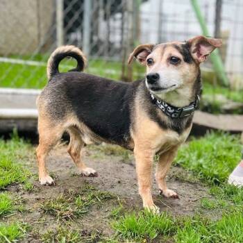 Rescue Mixed Breed Dogs for Adoption in Mentor, Ohio - Clove | PetCurious