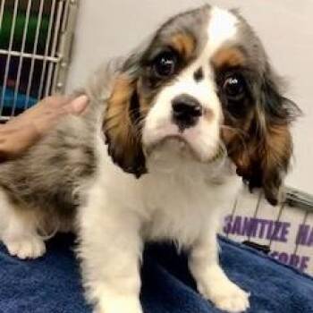 Rescue Cavalier King Charles Spaniel Dogs for Adoption in Lincolnwood, Illinois - Harvey | PetCurious
