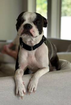 Peppa -  Boston Terrier Dog for Adoption in Van Vleck, Texas - Peppa | PetCurious