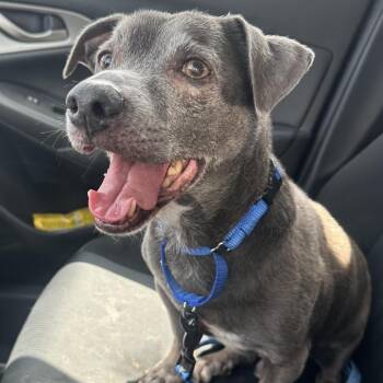 Diesel -  Dachshund and Mixed Breed Dog for Adoption in Austin, Texas - Diesel | PetCurious