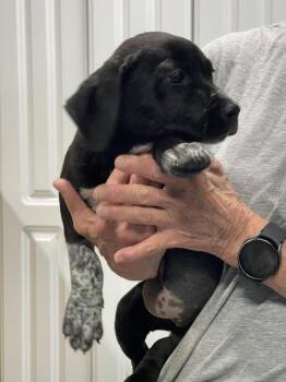 Mixed Breed Dogs Available for Adoption in Chattanooga, Tennessee - Boots | PetCurious