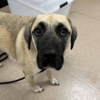 Willy A2288389 -  Mastiff and Mixed Breed Dog for Adoption in Los Angeles, California - Willy A2288389 | PetCurious