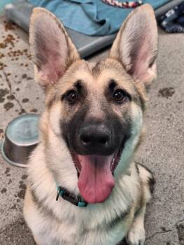 *AMETHYST -  German Shepherd Dog Dog for Adoption in Woodland, California - *AMETHYST | PetCurious