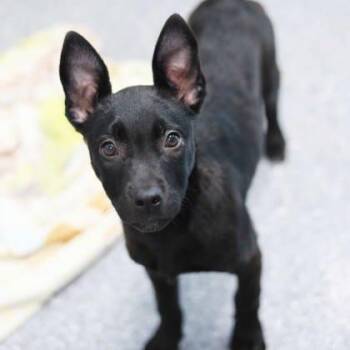 Mixed Breed Dogs Available for Adoption - Edie | PetCurious