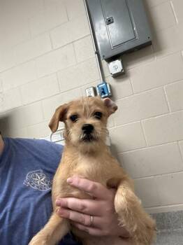 A185649 -  Schnauzer and Mixed Breed Dog for Adoption in Pasadena, Texas - A185649 | PetCurious