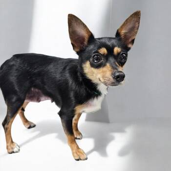 Beba -  Chihuahua Dog for Adoption in Normal, Illinois - Beba | PetCurious