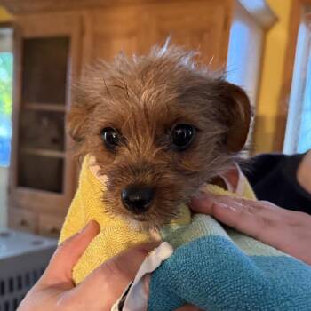 Ethal -  Yorkshire Terrier and Mixed Breed Dog for Adoption in Madison, Wisconsin - Ethal | PetCurious