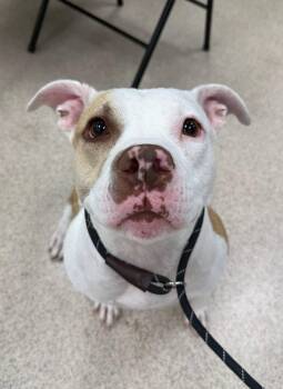 Pit Bull Terrier Dogs Available for Adoption in Teterboro, New Jersey - Destiny | PetCurious